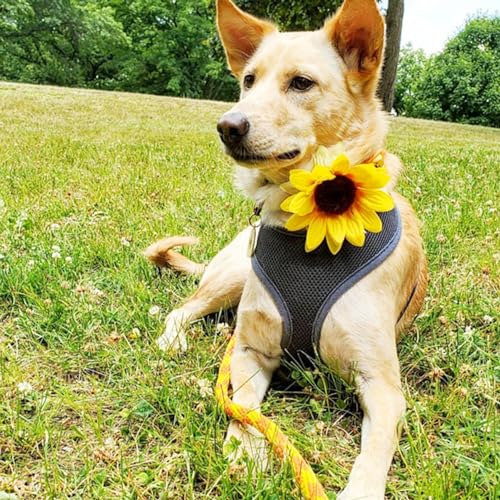 Altsuceser Hundehalsband, Sonnenblumen-Hundehalsband, Jungen und Mädchen, Welpenhalsband für kleine mittelgroße Hunde, verstellbares florales Haustierhalsband für Outdoor, Party, Hochzeit, Gelb Altsuceser Hundehalsband, Sonnenblumen-Hundehalsband, Jungen und Mädchen, Welpenhalsband für kleine mittelgroße Hunde, verstellbares florales Haustierhalsband für Outdoor, Party, Hochzeit, Gelb von Altsuceser