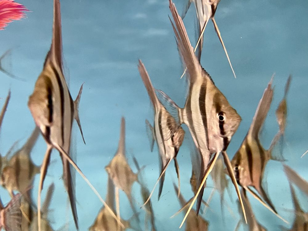 Pterophyllum altum, Rio Orinoco Altum Skalar Wildfang Nachzucht F1, ca. 7-8 cm Spannweite von Altum