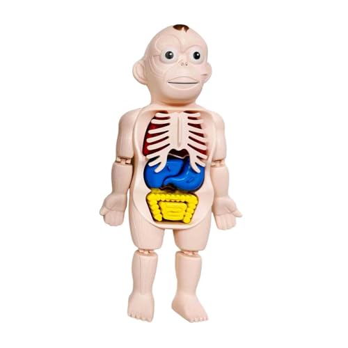 Amagogo Modell des menschlichen Körpers, Körperteile, Organe, frühes Lernen, realistisches Lehrmodell, 3D-Modell des menschlichen Körpers, Torso, für von Amagogo