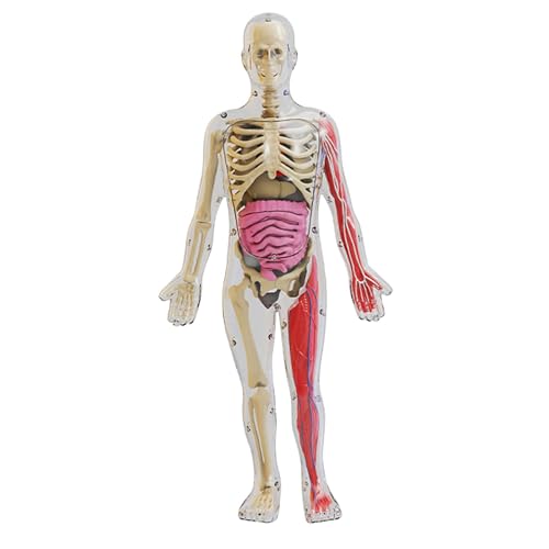 Amagogo Modell des menschlichen Körpers, Lehrspielset, Demonstration im Klassenzimmer, Demonstration der Organe im Klassenzimmer, Figur für Jungen und Mädchen von Amagogo