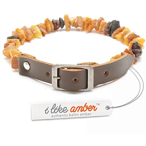 Bernstein Halsband für Hunde – für Zecken und Flöhe Größe 20 bis 70 – Top Qualität auf Amazon – aus 100% echtem roh Baltischer Bernstein – Floh- und Zecken Schutz – 100% natürliche & frei von Chemikalien Bernstein Halsband für Hunde – für Zecken und Flöhe Größe 20 bis 70 – Top Qualität auf Amazon – aus 100% echtem roh Baltischer Bernstein – Floh- und Zecken Schutz – 100% natürliche & frei von Chemikalien von Amber Pet Line