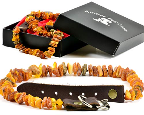 Bernsteinkette für Hunde und Katzen mit Lederschließe aus Roh Baltischer Bernstein / Elegance Zeckenhalsband / Flohband / Bernstein Gegen Zecken / Zecken und Flohschutz Halsband / Zeckenschutz Hund / Ungezieferhalsband Bernsteinkette für Hunde und Katzen mit Lederschließe aus Roh Baltischer Bernstein / Elegance Zeckenhalsband / Flohband / Bernstein Gegen Zecken / Zecken und Flohschutz Halsband / Zeckenschutz Hund / Ungezieferhalsband von AmberPetCare