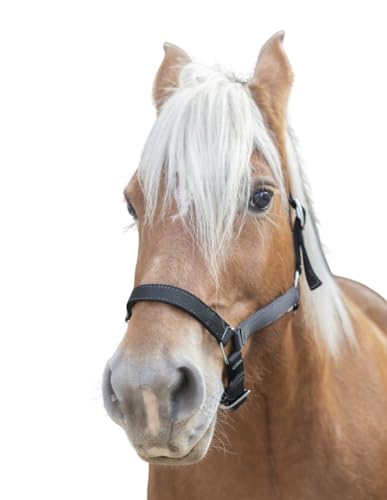 Amesbichler Reitsport Norton Kaltblut Noriker Halfter extra breiter Gurt Verstellbarer Kopfteil von Amesbichler Reitsport
