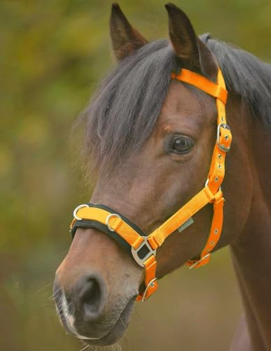 Amesbichler Reitsport Waldhausen Eco Kappzaum aus Nylon färbig gepolsteter Nasenrücken von Amesbichler Reitsport