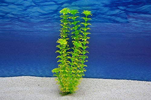 Amtra Cabomba L 29cm künstliche Pflanze Dekoration Aquarium Amtra Cabomba L 29cm künstliche Pflanze Dekoration Aquarium von Amtra