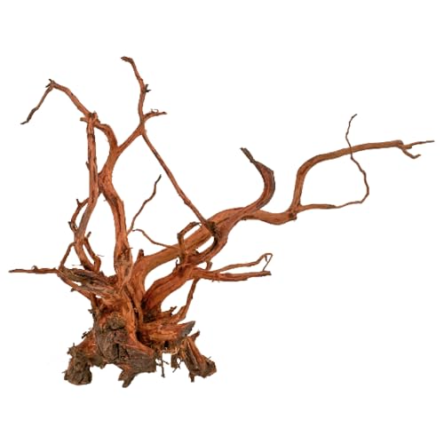 Amtra Legno Red Spider King – Größe L 75+ cm, Dekoration aus Naturholz für Aquarien, Zierstamm, Dekoration für Terrarien von Amtra