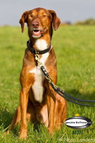 Angel for Pets MJH-Führleine Super Heavy BioThane-3fach verstellbar 2,30m 19mm schwarz, Messingbeschläge, Hunde ab 30kg Angel for Pets MJH-Führleine Super Heavy BioThane-3fach verstellbar 2,30m 19mm schwarz, Messingbeschläge, Hunde ab 30kg von Angel for Pets