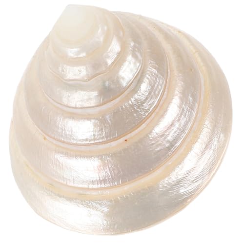 Angoily Muscheldekor Nachtleuchtendes Muschelornament 5–6 cm Dekorative Muschel Für Den Schreibtisch Elegante Muschel Zur Dekoration Im Büro Muschelsammlung Für Den Innenbereich Angoily Muscheldekor Nachtleuchtendes Muschelornament 5–6 cm Dekorative Muschel Für Den Schreibtisch Elegante Muschel Zur Dekoration Im Büro Muschelsammlung Für Den Innenbereich von Angoily