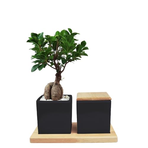 Animal Tree Zweiteilige Keramikurne mit Ginseng Bonsai auf Holztablett, personalisierbare Urne mit Holzdeckel, für Tiere bis zu 25 kg Lebendgewicht von Animal Tree
