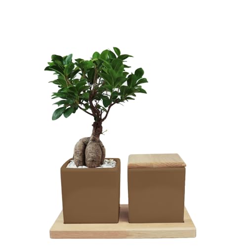 Animal Tree Zweiteilige Keramikurne mit Ginseng Bonsai auf Holztablett, personalisierbare Urne mit Holzdeckel, für Tiere bis zu 25 kg Lebendgewicht von Animal Tree