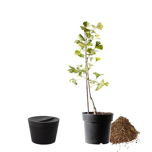 Animal Tree biologisch abbaubare Tierurne Pure, personalisierbare Tierurne mit Jungbaum für Hunde und Katzen (Apfelrose weiß, Anthrazit M) von Animal Tree