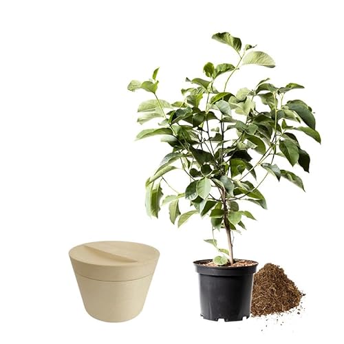 Animal Tree biologisch abbaubare Tierurne Pure, personalisierbare Tierurne mit Jungbaum für Hunde und Katzen (Apfelrose weiß, Creme L) von Animal Tree