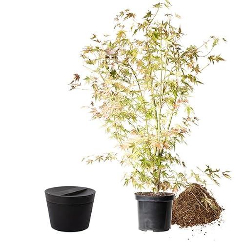 Animal Tree biologisch abbaubare Tierurne Pure, personalisierbare Tierurne mit Jungbaum für Hunde und Katzen (Fächerahorn, Anthrazit S) von Animal Tree