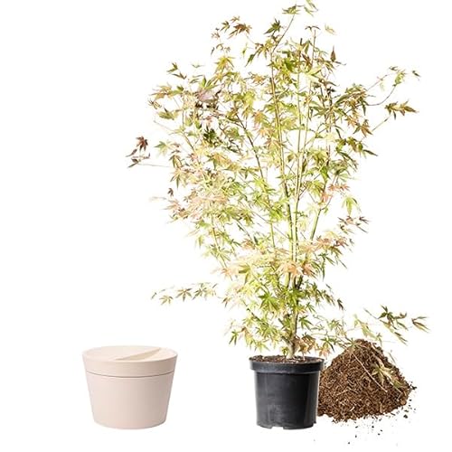 Animal Tree biologisch abbaubare Tierurne Pure, personalisierbare Tierurne mit Jungbaum für Hunde und Katzen (Fächerahorn, Creme M) von Animal Tree