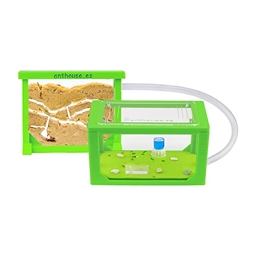 AntHouse - Ameisenfarm aus Sand | 3D Mini Set (Sandwich + Futterbox) |Grün Ant Farm | Inklusive Ameisenkolonie von AntHouse