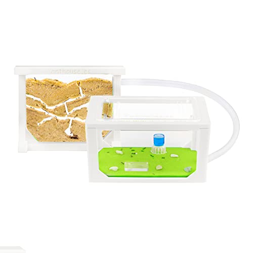 AntHouse - Ameisenfarm aus Sand | 3D Mini Set (Sandwich + Futterbox) | Weiß Ant Farm | Inklusive Ameisenkolonie von AntHouse