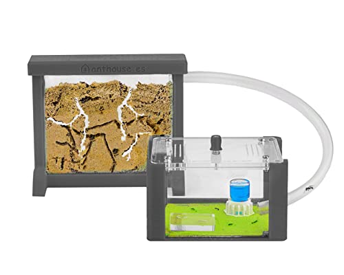 AntHouse - Natürliche Ameisenfarm aus Sand | 3D Basic Set (Sandwich + Futterbox) Grau | Inklusive Ameisen von AntHouse
