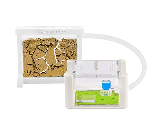 AntHouse - Natürliche Ameisenfarm aus Sand | 3D Basic Set (Sandwich + Futterbox) Weiß | Inklusive Ameisen von AntHouse