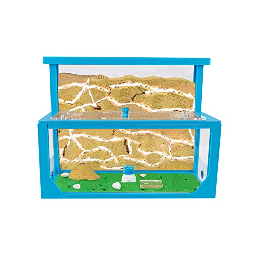 AntHouse - Natürliche Ameisenfarm aus Sand 3D | Modell L (Sandwich + Futterbox) Blau | Inklusive Ameisenkolonie von AntHouse