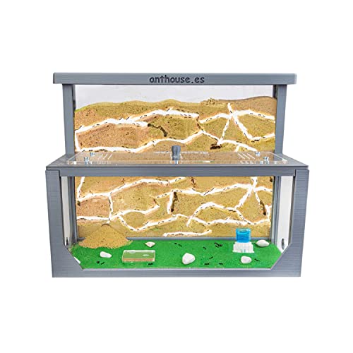 AntHouse - Natürliche Ameisenfarm aus Sand 3D | Modell L (Sandwich + Futterbox) Grau | Inklusive Ameisenkolonie von AntHouse