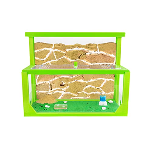 AntHouse - Natürliche Ameisenfarm aus Sand 3D | Modell L (Sandwich + Futterbox) Grün | Ant Farm | Inklusive Ameisenkolonie von AntHouse