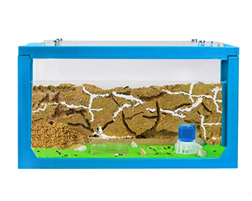AntHouse - Natürliche Ameisenfarm aus Sand | 3D Starter Kit Himmelblau 20x10x10 cm | Inklusive Ameisen von AntHouse