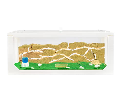 AntHouse - Natürliche Ameisenfarm aus Sand | 3D Weiß Big Starter Set 30x15x10 cm | Inklusive Ameisenkolonie von AntHouse