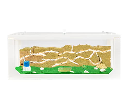 AntHouse - Natürliche Ameisenfarm aus Sand | 3D Weiß Big Starter Set 30x15x10 cm | Inklusive Ameisenkolonie AntHouse - Natürliche Ameisenfarm aus Sand | 3D Weiß Big Starter Set 30x15x10 cm | Inklusive Ameisenkolonie von AntHouse