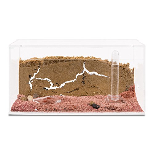 AntHouse - Natürliche Ameisenfarm aus Sand - Acryl Starter Set 20x10x10 cm (Gratis Ameisen) von AntHouse