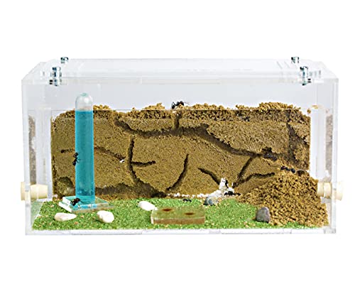 AntHouse - Natürliche Ameisenfarm aus Sand | Acryl Starter Set 20x10x10 cm | Inklusive Ameisen von AntHouse