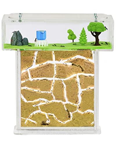 AntHouse - Natürliche Ameisenfarm aus Sand | Acryl T Kit 15x15x1,5cm | Inklusive Ameisen von AntHouse