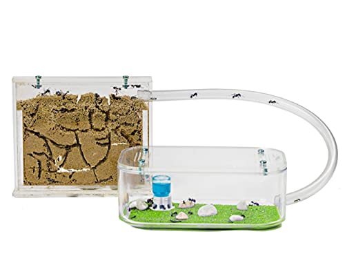 AntHouse - Natürliche Ameisenfarm aus Sand | Basic Set (Sandwich + Futterbox) | Inklusive Ameisen von AntHouse