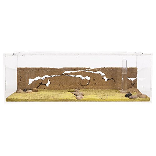 AntHouse - Natürliche Ameisenfarm aus Sand - Big Acryl Starter Set 30x15x10 cm (Ameisen) von AntHouse