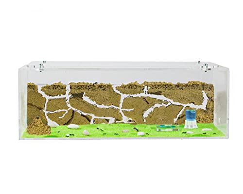 AntHouse - Natürliche Ameisenfarm aus Sand | Big Acryl Starter Set 30x15x10 cm | Inklusive Ameisenkolonie von AntHouse