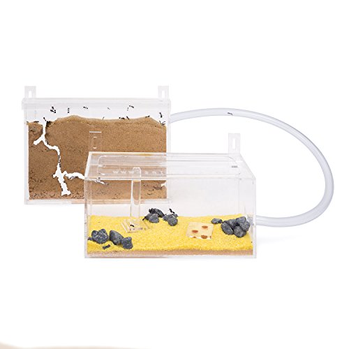 AntHouse - Natürliche Ameisenfarm aus Sand - Mini Acryl Wandset (Gratis Ameisen) von AntHouse