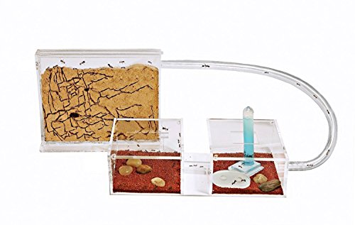 AntHouse - Natürliche Ameisenfarm aus Sand - Mini Set (Sandwich + Futterbox) (Gratis Ameisen) von AntHouse