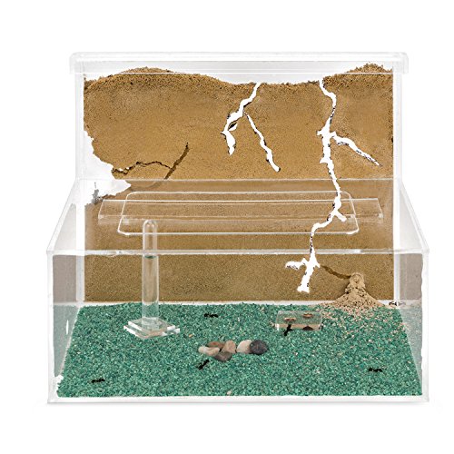 AntHouse - Natürliche Ameisenfarm aus Sand | Modell L (Sandwich + Futterbox) | Inklusive Ameisenkolonie von AntHouse
