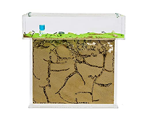 AntHouse - Natürliche Ameisenfarm aus Sand | T Acryl Set Big 25x20x1,5 cm | Inklusive Ameisenkolonie von AntHouse