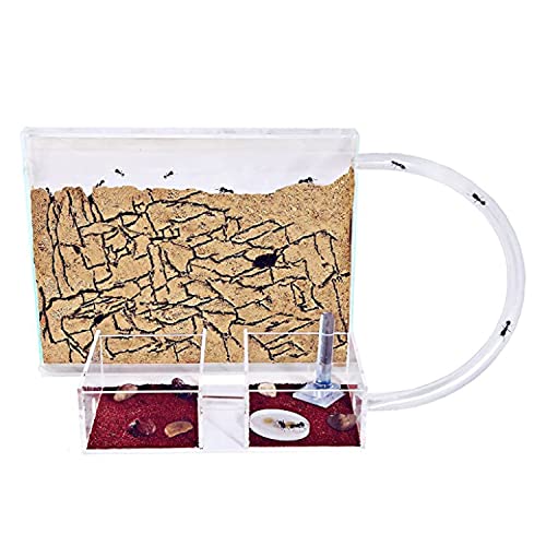 Anthouse - Natürliche Ameisenfarm aus Sand | Medium Set (Sandwich + Futterbox) | Inklusive Ameisenkolonie von AntHouse