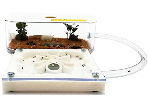 3D Ameisenfarm 10x10 cm mit Deckel | weiße Farbe - Schaumstoff-Feuchtigkeitssystem【Ameisen kostenlos enthalten】 von ANTHILLSHOP
