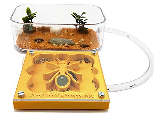 ANTHILLSHOP 3D Ameisenfarm 10x10 cm mit Deckel | Goldene Farbe - Schaumstoff-Feuchtigkeitssystem【Ameisen kostenlos enthalten】 von ANTHILLSHOP