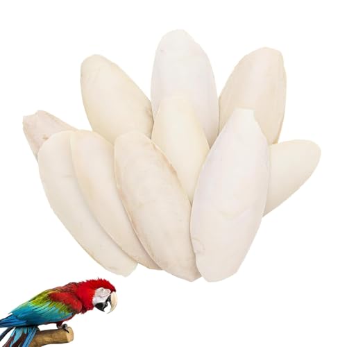 Sepiaschalen für Schildkröten 9-12 cm Sepiaschalen für Wellensittich Vögel Reptilien Schnecken Schildkröten Bartagamen und Schnecken Kalzium u Mineralversorgung (10 Stück) von Aodejoy