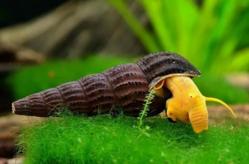 3 x Orange Felsenschnecke Tylomelania sp. für Aquarium – Algenfresser Schnecken, Natürliche Schneckenbekämpfung, Lebende Schnecken für Aquarien 3 x Orange Felsenschnecke Tylomelania sp. für Aquarium – Algenfresser Schnecken, Natürliche Schneckenbekämpfung, Lebende Schnecken für Aquarien von Aqua Breeding Skill