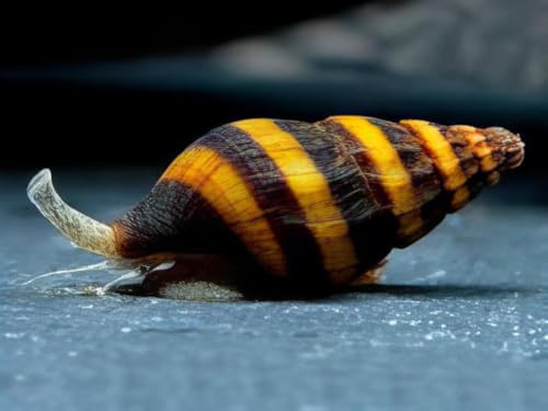 5 x Raubschnecken für Aquarium – Clea Helena Schnecken, Natürliche Schneckenbekämpfung, Lebende Schnecken für Aquarien von Aqua Breeding Skill