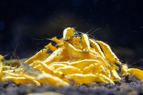 Aqua Breeding Skill 10 stück Gelbe Garnelen Crested Cream - Aquarium Garnelen lebend - zwerggarnelen neocaridina friedliche Bewohner für Aquarien Größe 1-1,5 cm von Aqua Breeding Skill