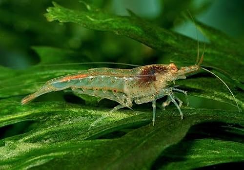 AquaBreedingSkill Garnelen Aquarium – Neocaridina Zwerggarnelen, 15 Stück im Set – Der Algenfresser im Aquarium, ideal für Garnelen Komplettset von Aqua Breeding Skill