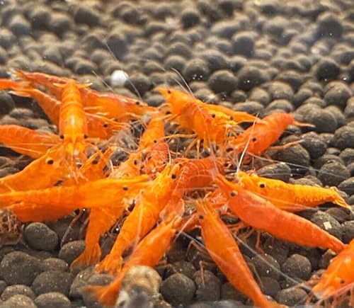 AquabreedingSkill 10 stück orange Garnelen - Aquarium Garnelen lebend - zwerggarnelen neocaridina friedliche Bewohner für Aquarien Größe 1-1,5 cm von Aqua Breeding Skill