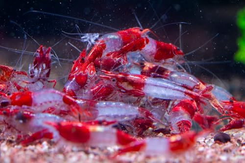 AquabreedingSkill 10 stück red rilli Garnelen - Aquarium Garnelen lebend - zwerggarnelen neocaridina friedliche Bewohner für Aquarien Größe 1,5-2 cm von Aqua Breeding Skill
