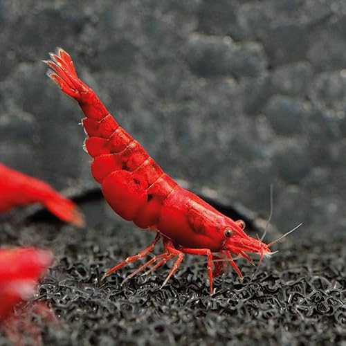 Aqua Breeding Skill 5 stück Bloody Marry Garnelen - Aquarium Garnelen lebend - zwerggarnelen neocaridina friedliche Bewohner für Aquarien Größe 1-1,5 cm von Aqua Breeding Skill