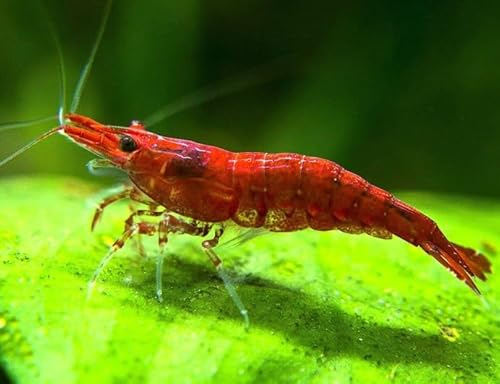 AquabreedingSkill 10 stück red fire Garnelen - Aquarium Garnelen lebend - zwerggarnelen neocaridina friedliche Bewohner für Aquarien Größe 1-1,5 cm AquabreedingSkill 10 stück red fire Garnelen - Aquarium Garnelen lebend - zwerggarnelen neocaridina friedliche Bewohner für Aquarien Größe 1-1,5 cm von Aqua Breeding Skill